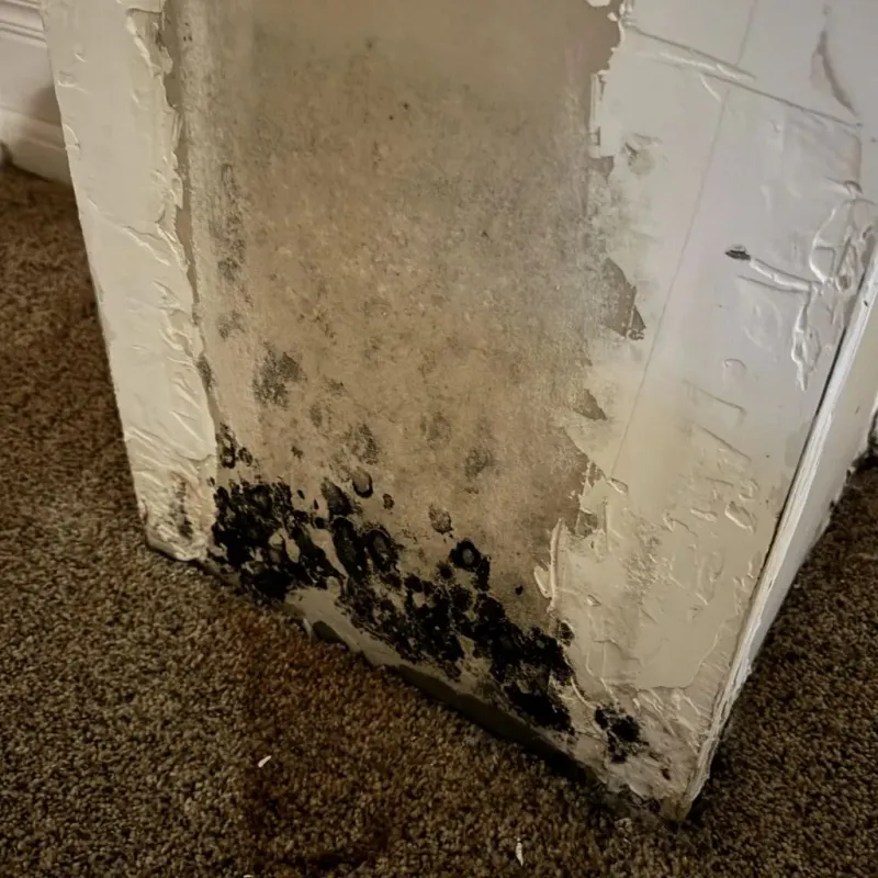 Professional Mold Removal in Ahoskie, NC